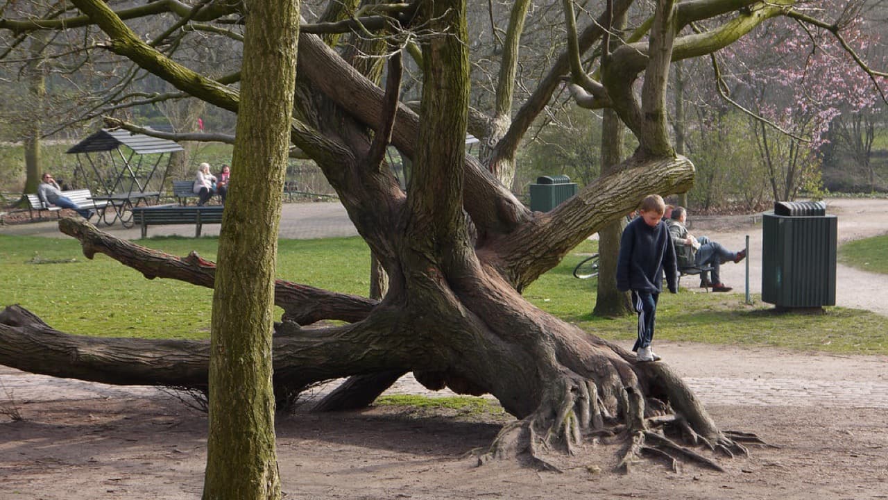Imagem da notícia: Alameda Viva volta a animar o Jardim da Alameda com atividades para as famílias