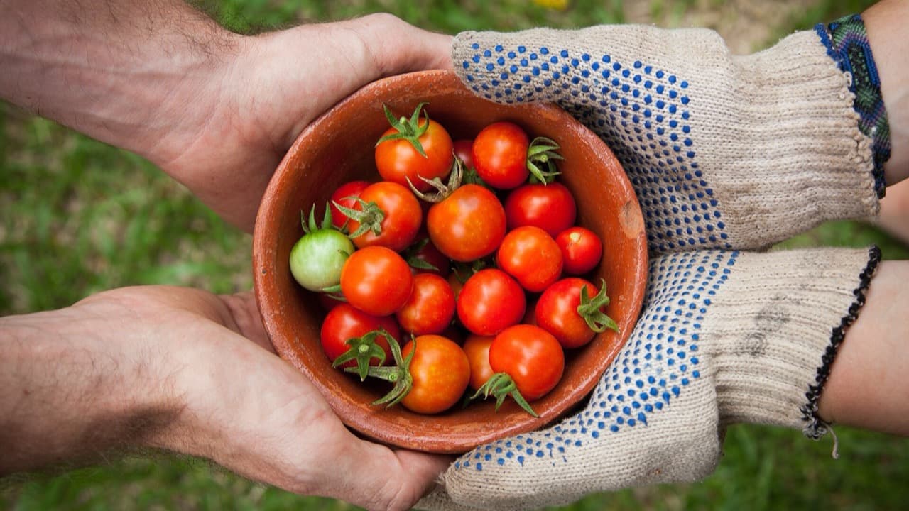 Imagem da notícia: Borba promove festival gastronómico dedicado ao gaspacho e ao tomate