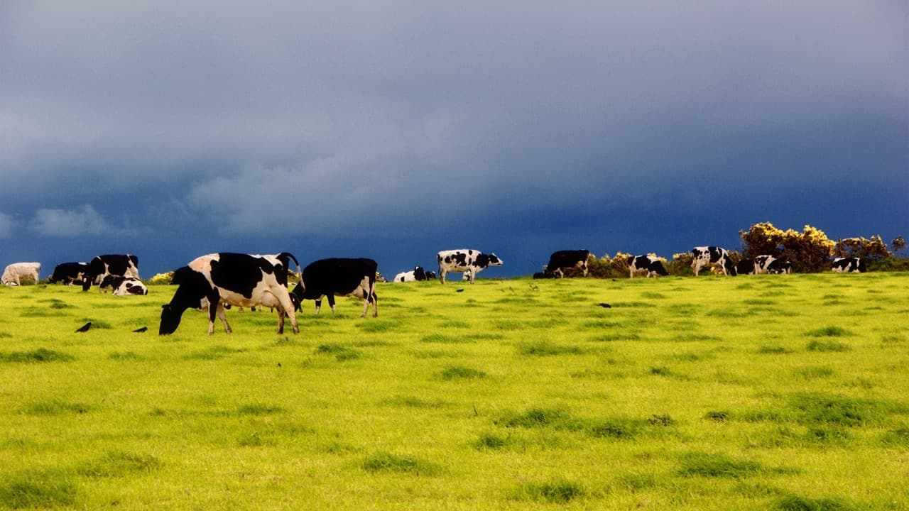 Imagem da notícia: Feira Agropecuária da Madeira cresce 33% e reúne 150 expositores no Porto Moniz
