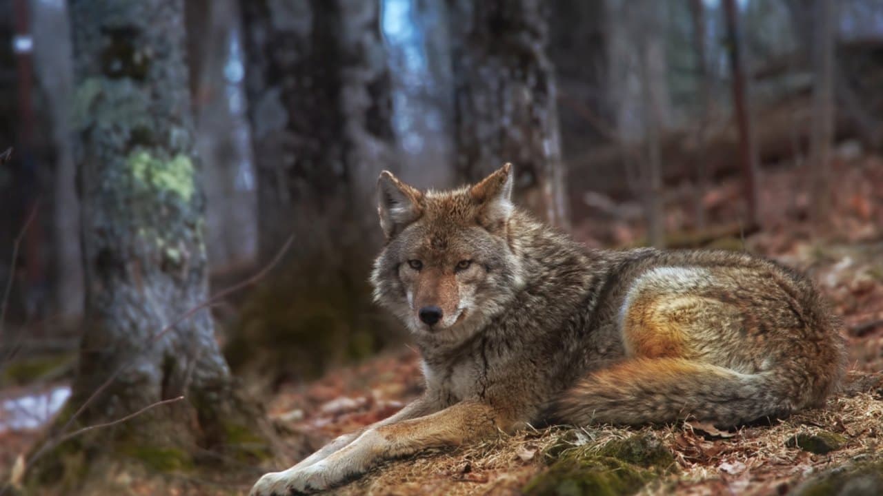 Imagem da notícia: Tertúlia no castelo debateu o lobo, o lince-ibérico e os cães de guarda