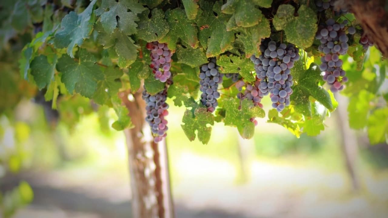 Imagem da notícia: Repisa das uvas mantém viva no Estreito uma tradição com mais de meio século