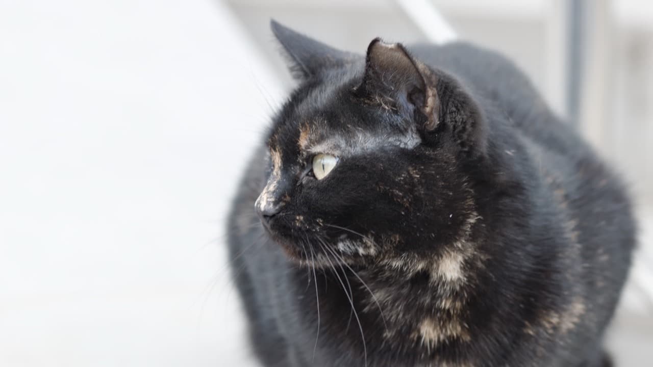 Imagem da notícia: Câmara de Loulé quer esterilizar mais de 500 gatos e controlar colónias