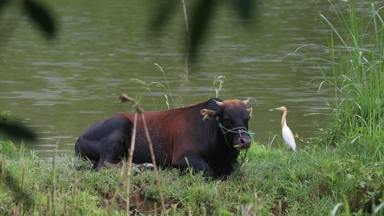 Imagem da notícia: Capeias Arraianas regressam às aldeias do Sabugal ao longo de agosto