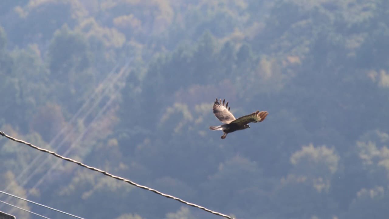 Imagem da notícia: Festival de Observação de Aves de Sagres já tem programa e traz novidades