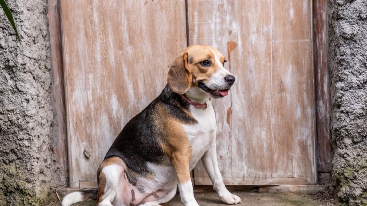 Imagem da notícia: Junta de Freguesia oferece dispensadores ao Gabinete Veterinário Municipal