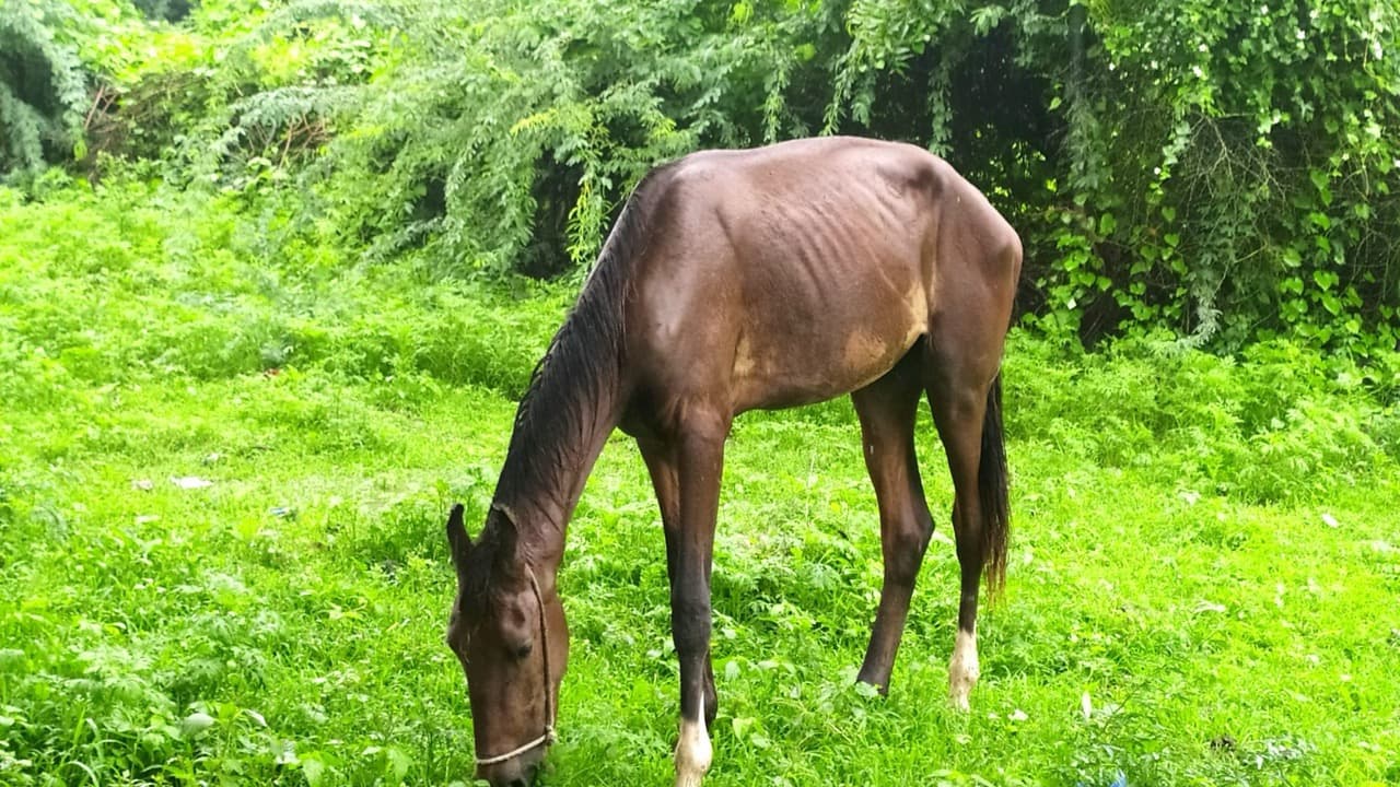 Imagem da notícia: Sousel tem um campeão da Europa: João Pedro Candeias leva seleção nacional de Endurance ao título