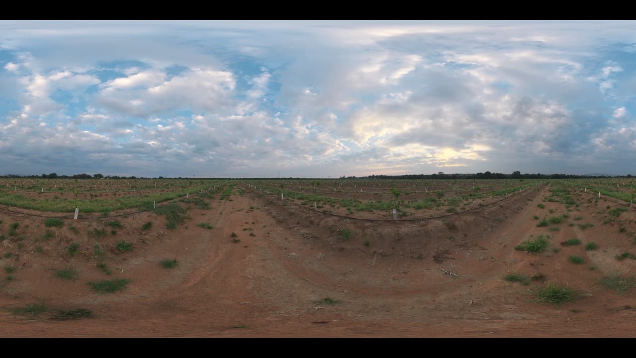 Imagem da notícia: Alcácer avança com plantação de tangerinas em 295 hectares