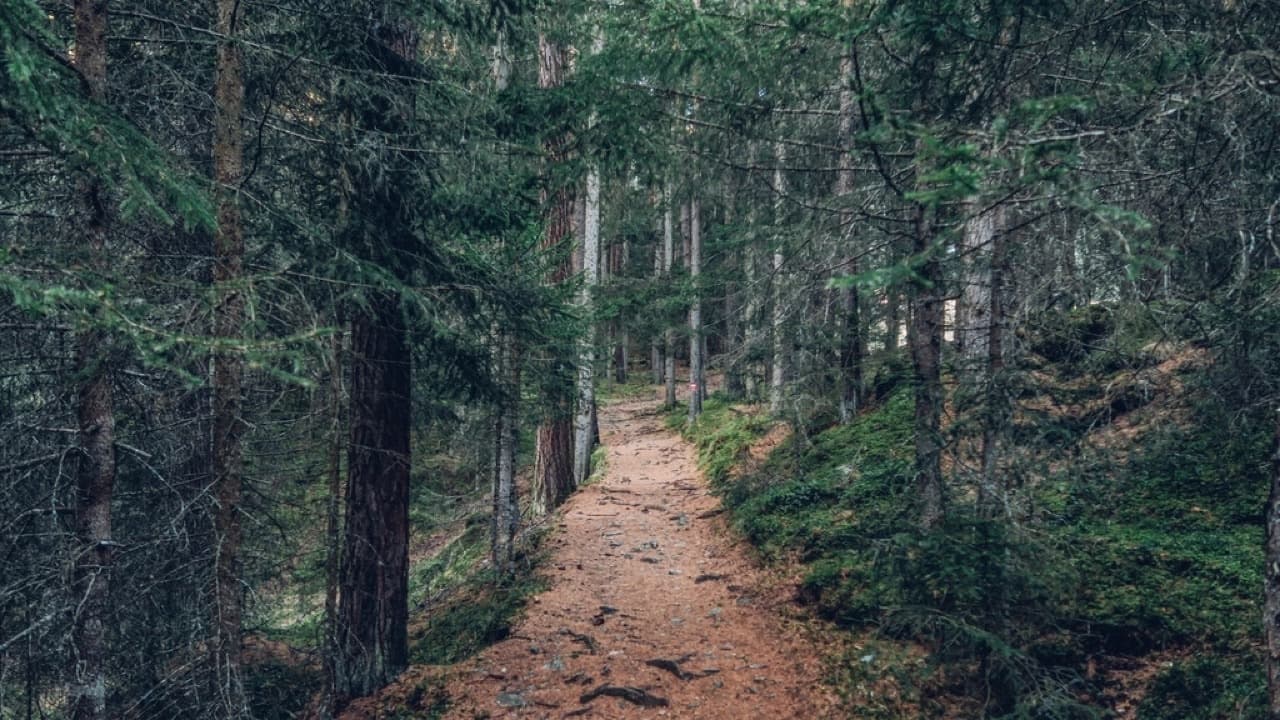 Imagem da notícia: Trail do Almonda regressa a 11 de outubro e reabre inscrições