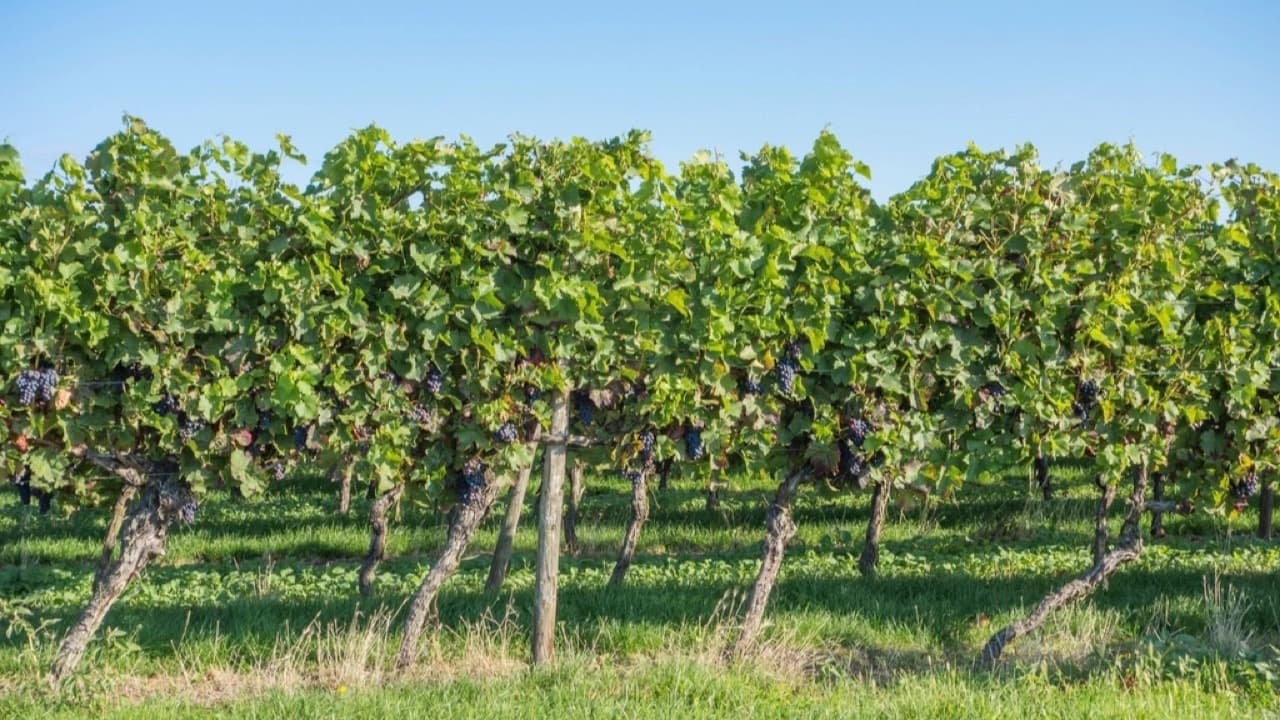 Imagem da notícia: Vale da Rosa recupera e prepara investimento de 10 milhões de euros em Ferreira do Alentejo
