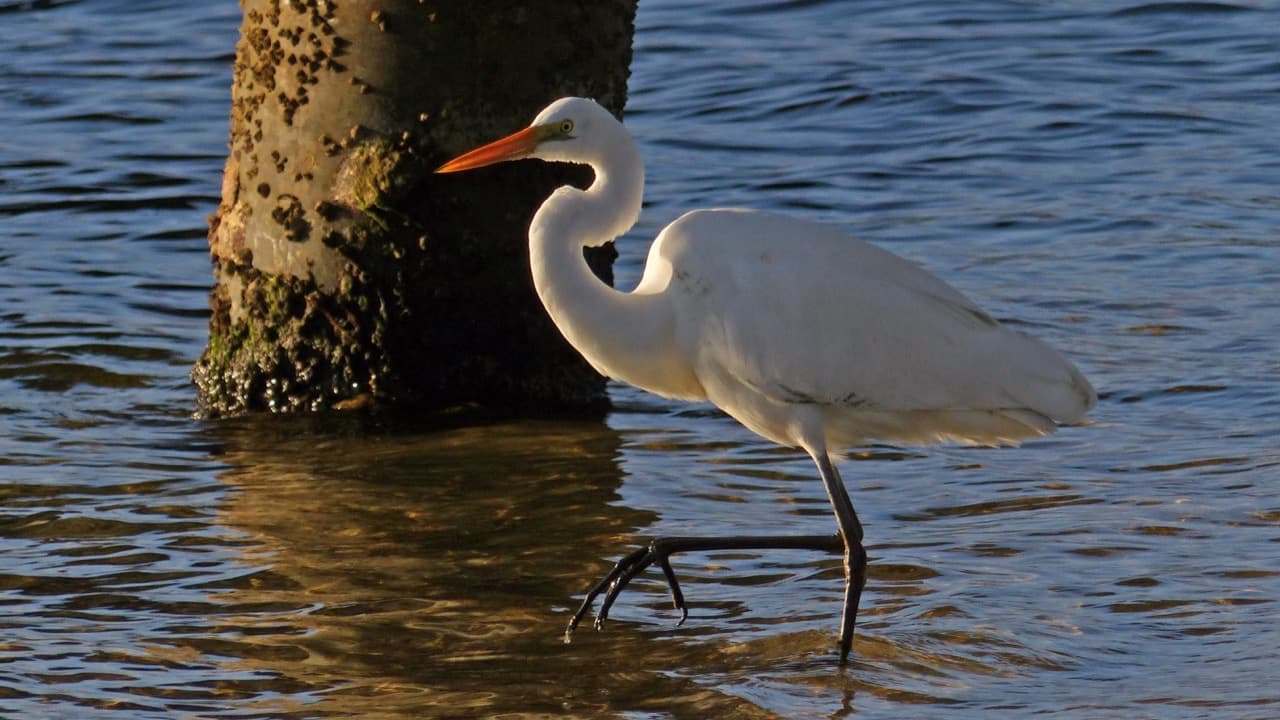 Imagem da notícia: Passeio no Estuário do Tejo celebrou o Dia Mundial da Conservação da Natureza