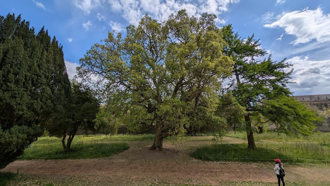 Imagem da notícia: Viana do Alentejo abre inscrições para voluntariado jovem na proteção da natureza