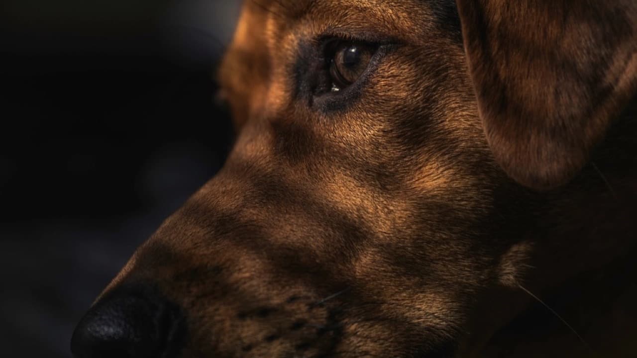 Imagem da notícia: Município de Palmela apoia associações de proteção animal com 18 mil euros